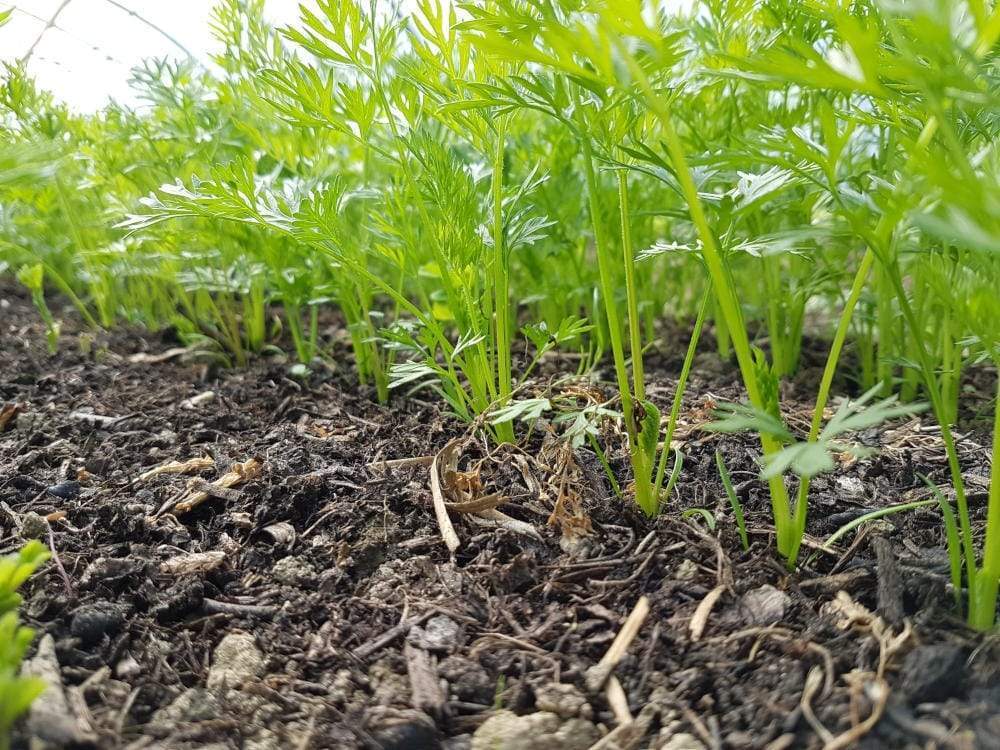 Bienvenue à la Ferme du Sonneur