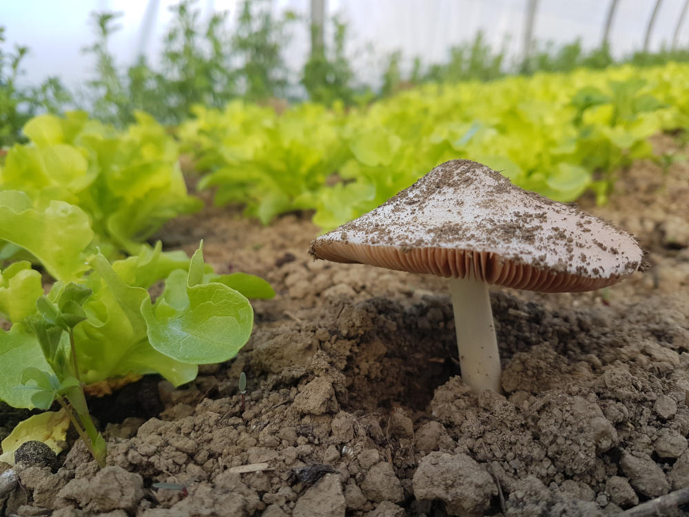 Bienvenue à la Ferme du Sonneur